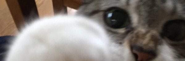 𝓐𝓵𝓾𝓼𝓲𝓪 banner