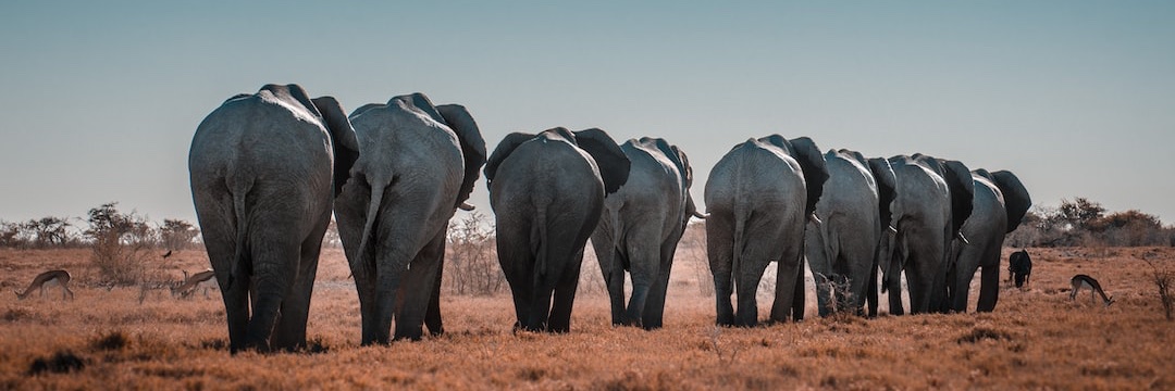 On Track Safaris banner