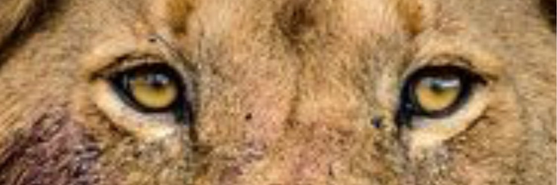 Diesel_Fool's profile banner image