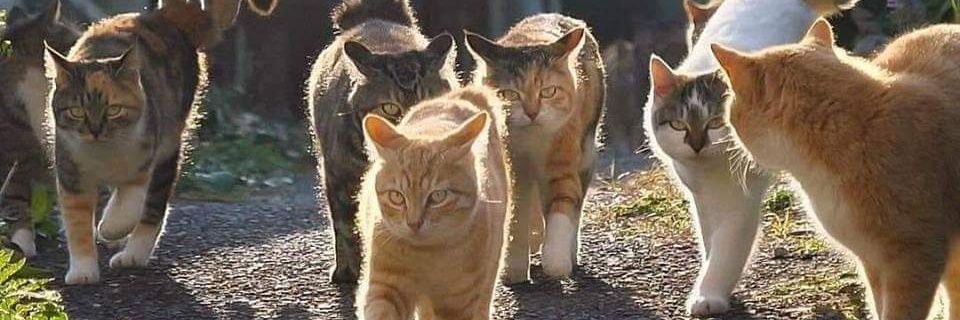 The Anon Cat 😾 banner