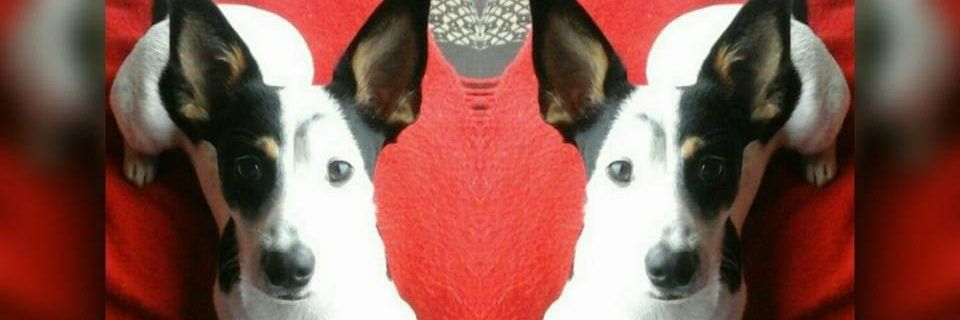 Hope_Mafox's profile banner image
