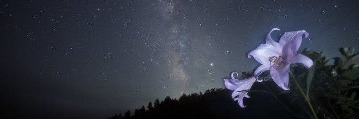 b3llonoraor's profile banner image