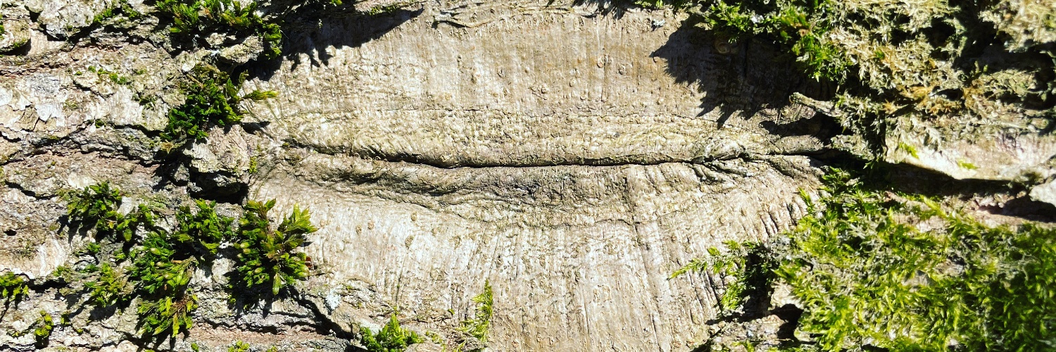 Cecil Marie Schou Pallesen banner