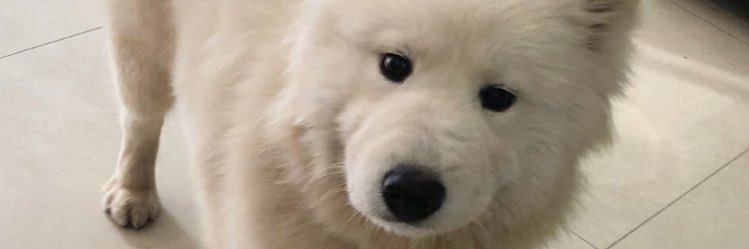 こことよう's banner