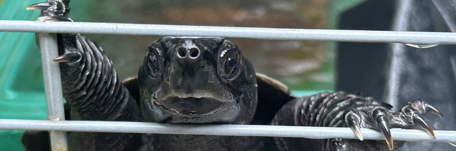 かめつき🐢 banner