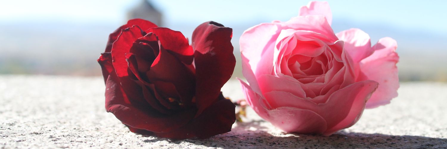 polivv's profile banner image
