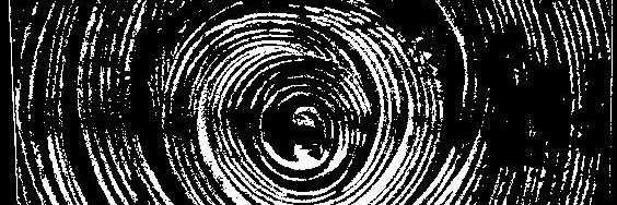entomogia's profile banner image