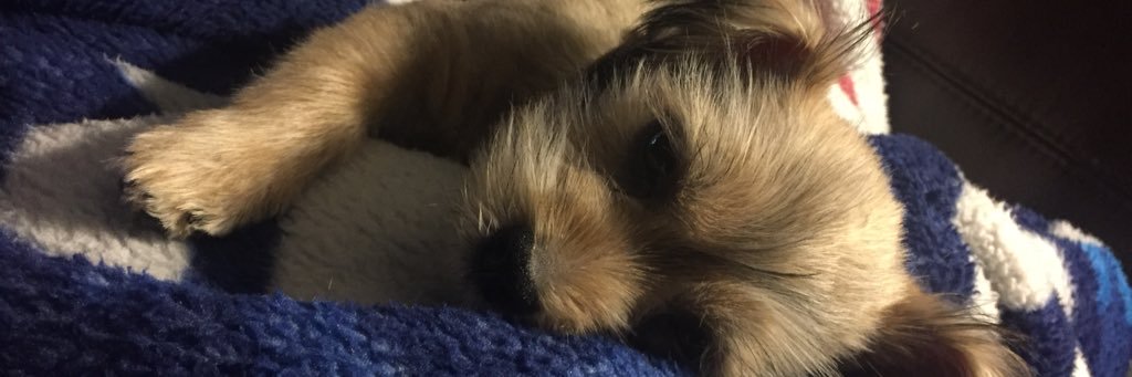 Jesskaminsky7's profile banner image