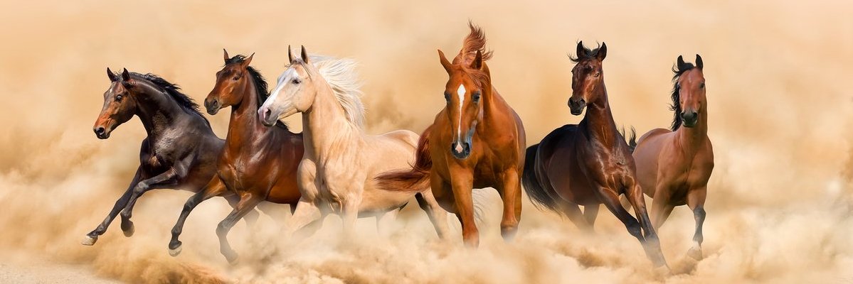 _61728_'s profile banner image