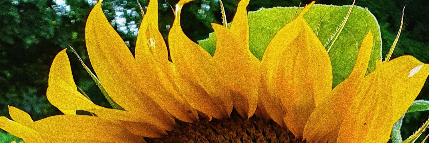 ToraCharlotte's profile banner image