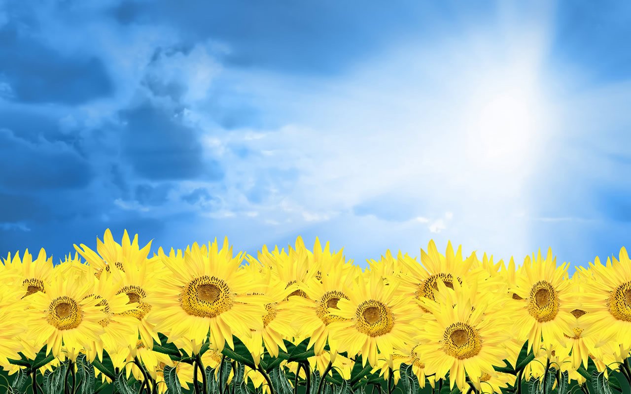 helmahelma's profile banner image
