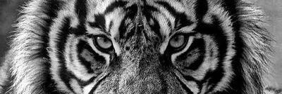 _tigerwalking's profile banner image