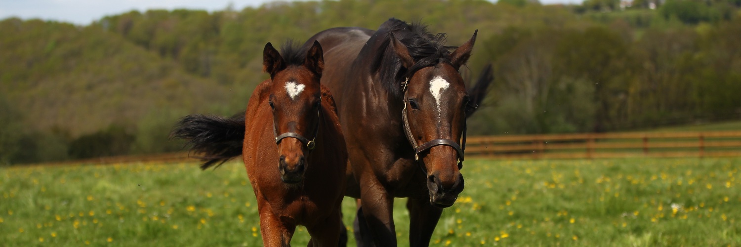 Haras De La Mercerie banner