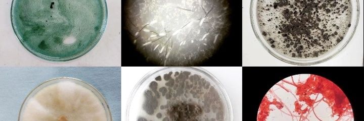 Cecilia Callejas banner