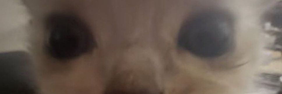 _lui_isa's profile banner image