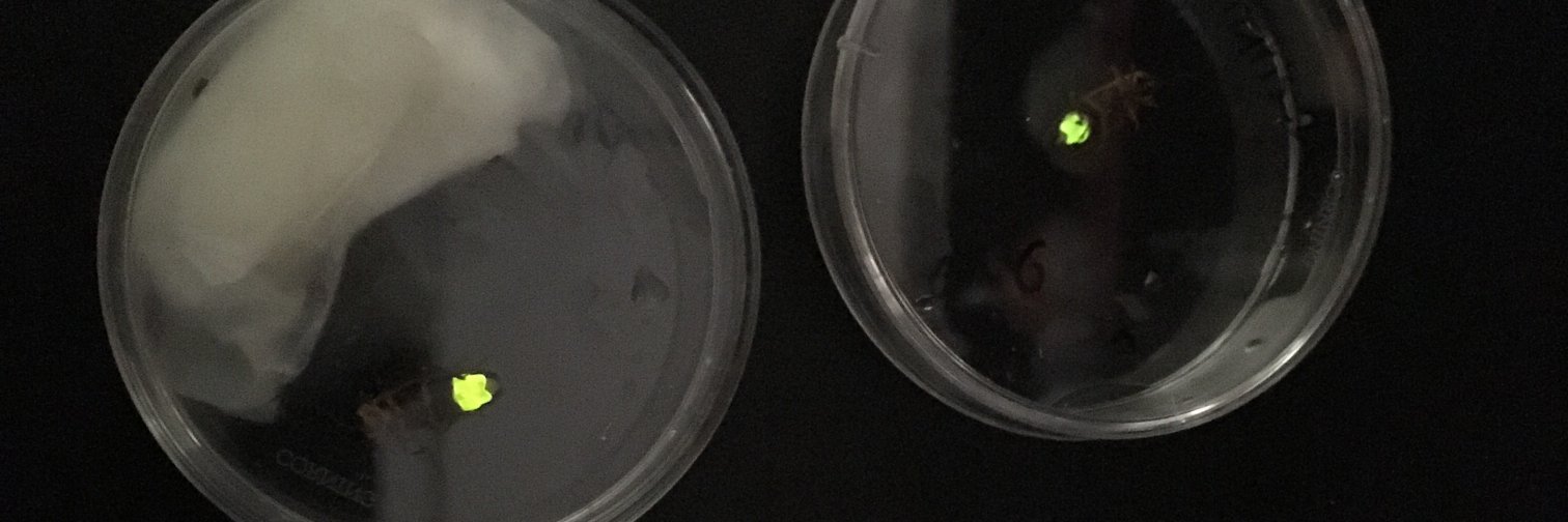 Tim Fallon, PhD (@photocyte) / Posts / X
