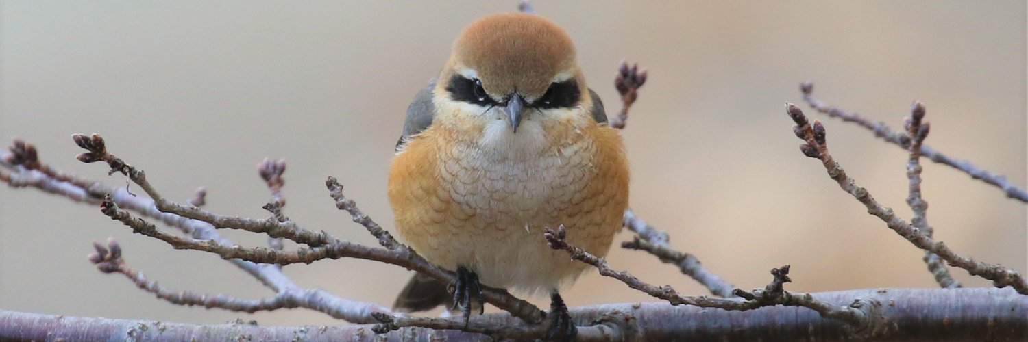 公益財団法人日本鳥類保護連盟 banner