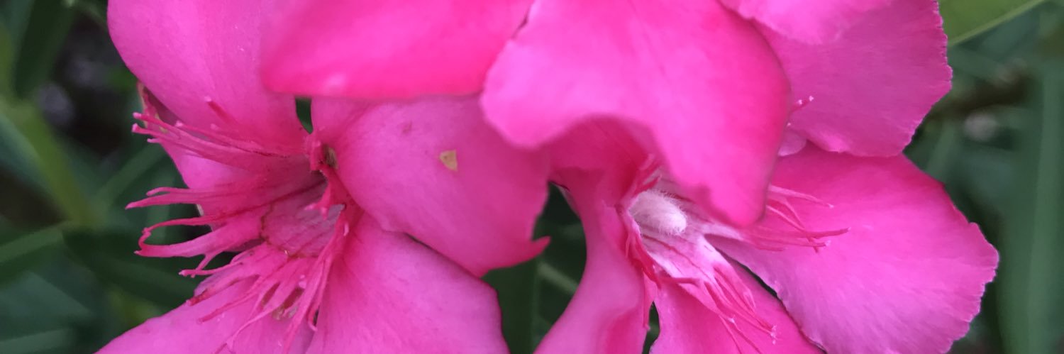 Forlinibella's profile banner image