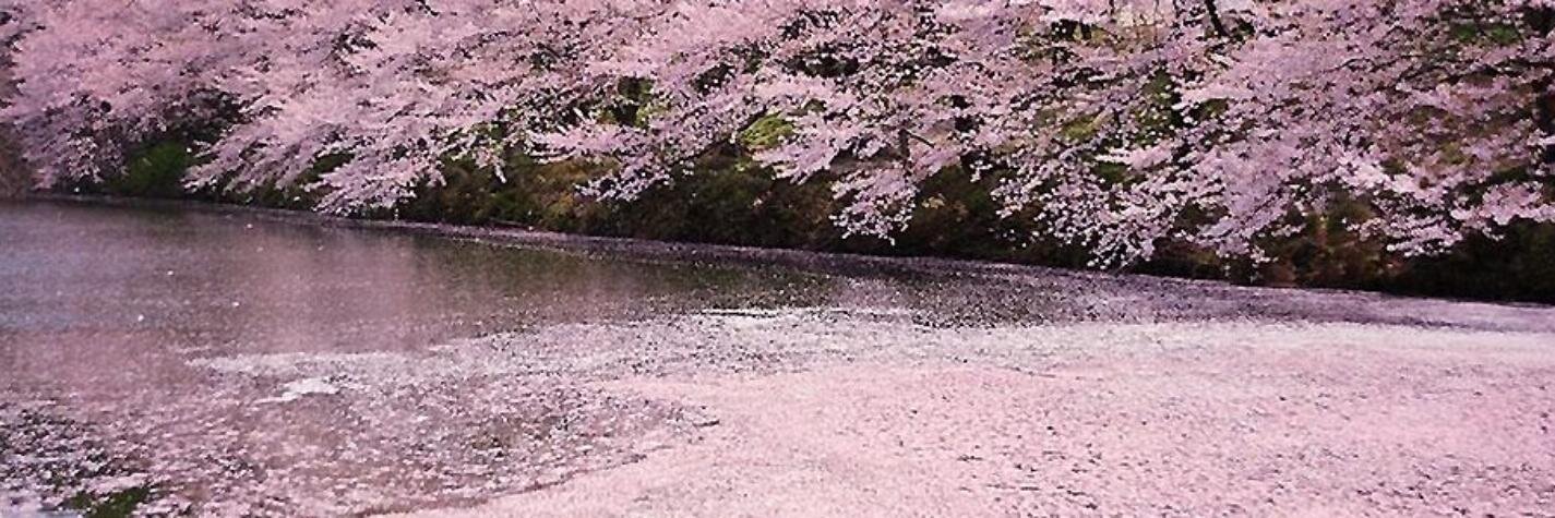 Mashiro_722's profile banner image