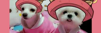 romi banner
