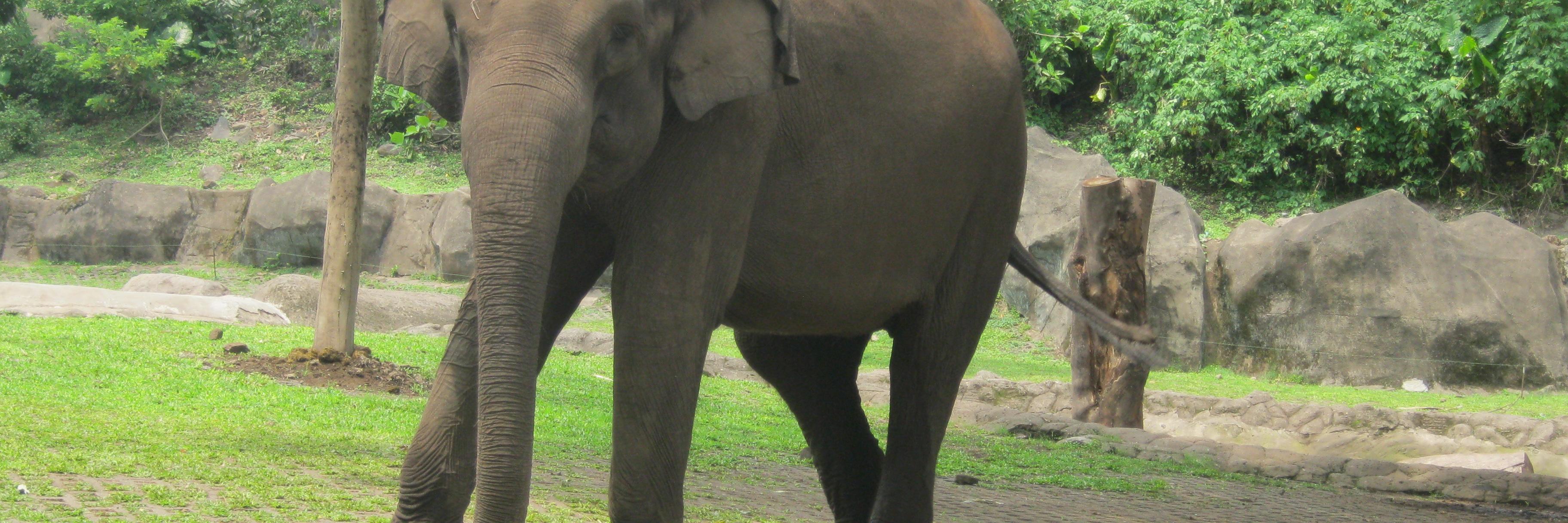 sibolangode's profile banner image