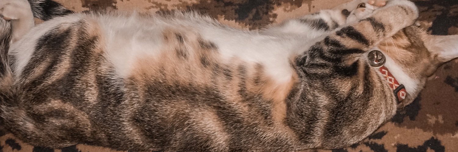 evaandirap's profile banner image