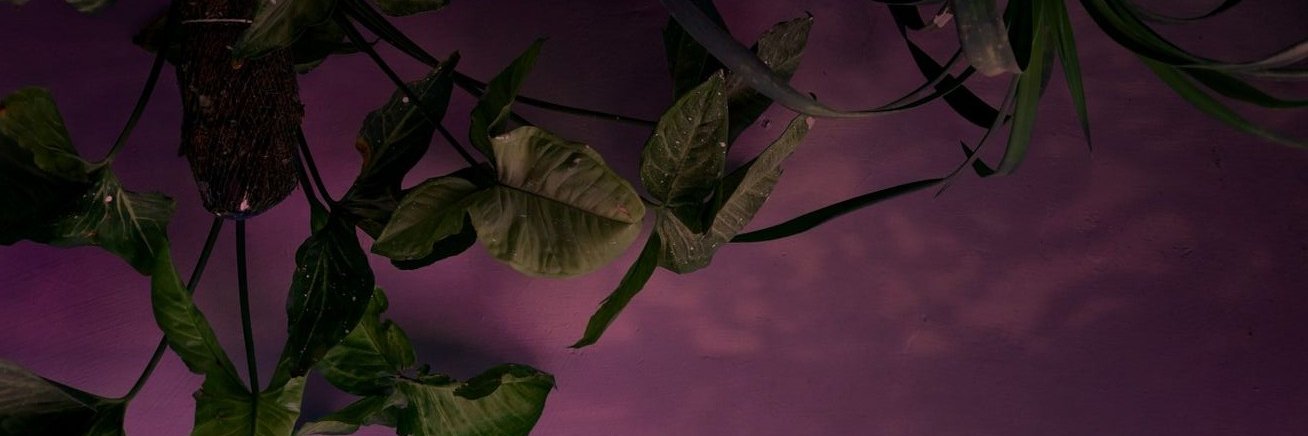 Lumi 🪾 banner