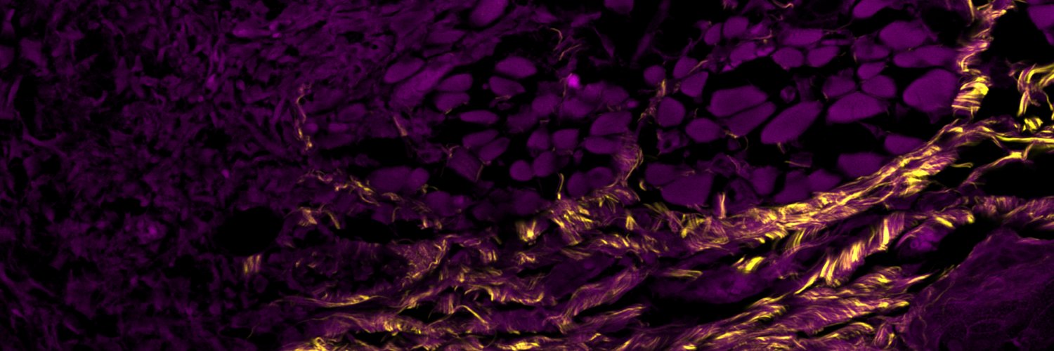 Latin America Bioimaging's banner