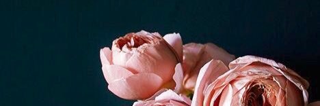 venturasara1's profile banner image