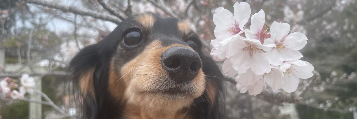 ろしゃ三郎(ぜろた) banner