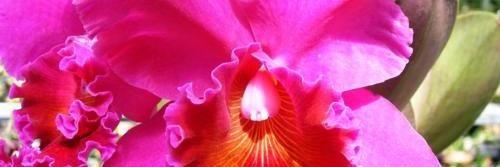 DonnaEBecton's profile banner image
