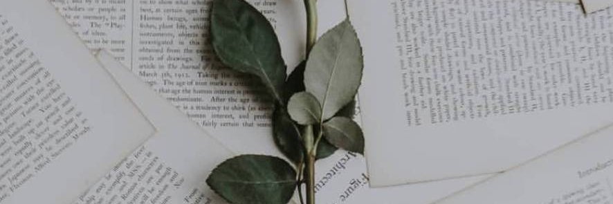 elynadania's profile banner image
