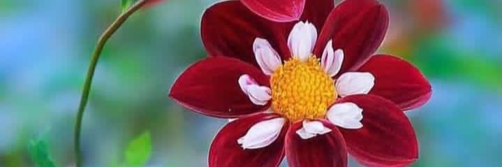 ⁦@𝗠𝗲𝗵𝗮𝗿𝗷𝗮𝗻𝗕𝘂𝘇𝗱𝗮𝗿🇵🇰 𝕏 Baloch banner