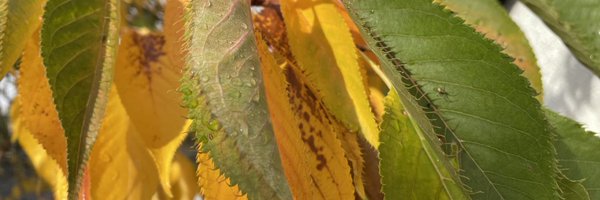 ForestryTrust Profile Banner