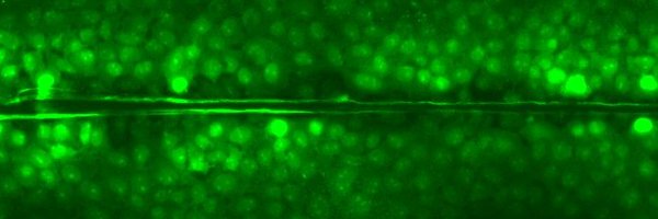 ToxCell Profile Banner