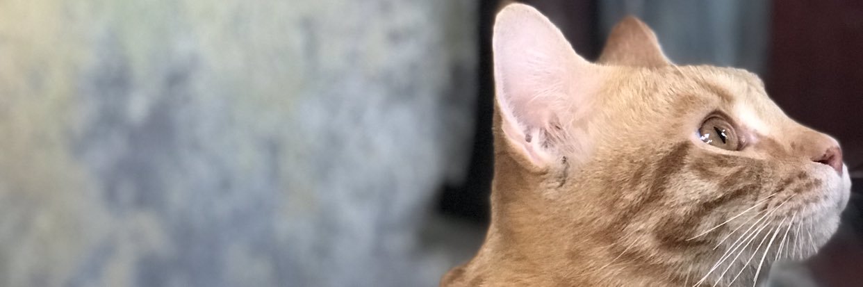 _maluuuuu's profile banner image