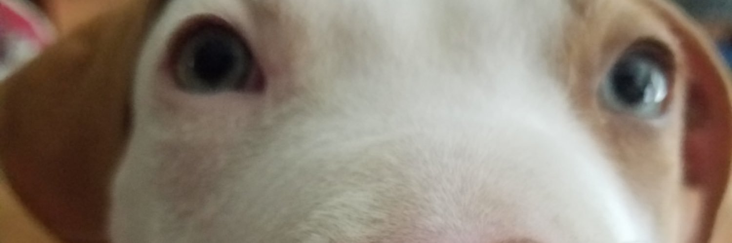 Dævid banner