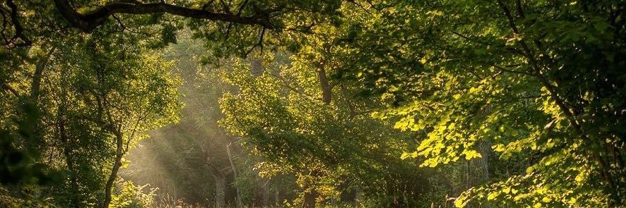 𝗟𝗲𝗴𝗶𝗼 banner