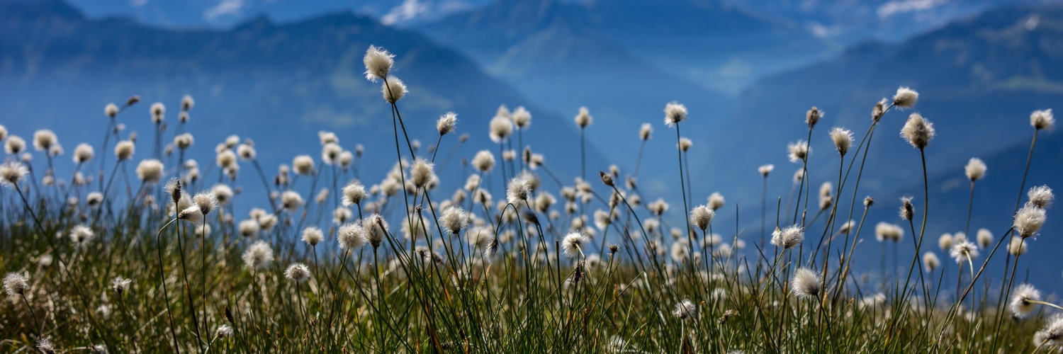 Martin C. Fischer banner