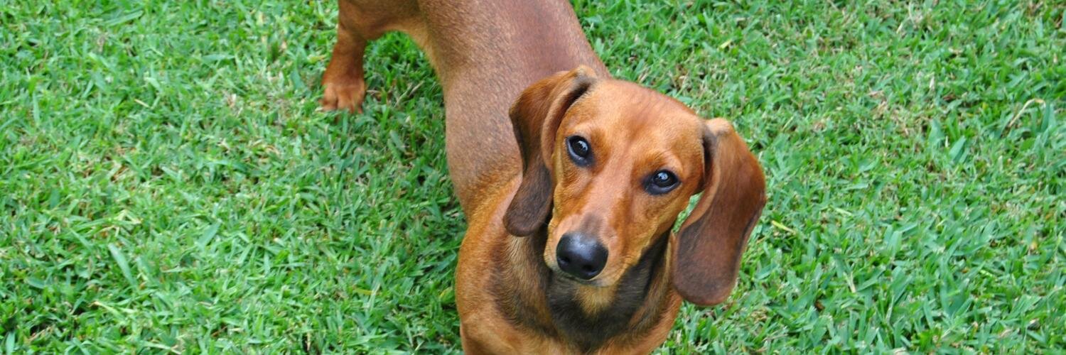 Gabriela Warkentin banner