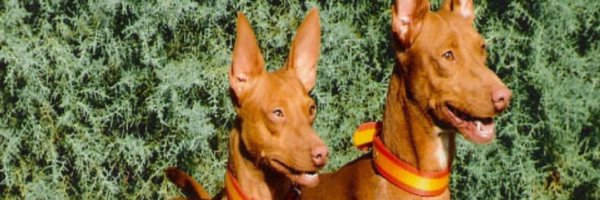 PuntaLeyend Profile Banner