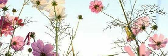 LauraChiaramida's profile banner image