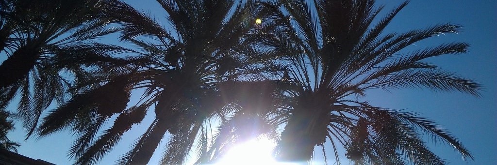 PalmTreeDondo's profile banner image
