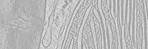 sympore1 Profile Banner