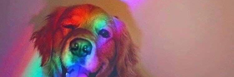 Sohail Lamvel banner