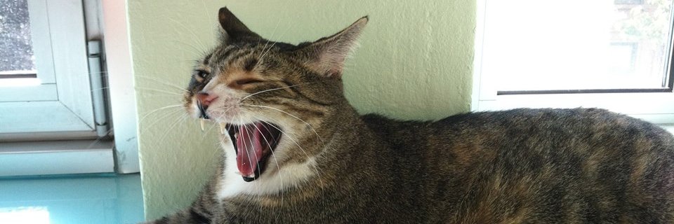 lieblink's profile banner image