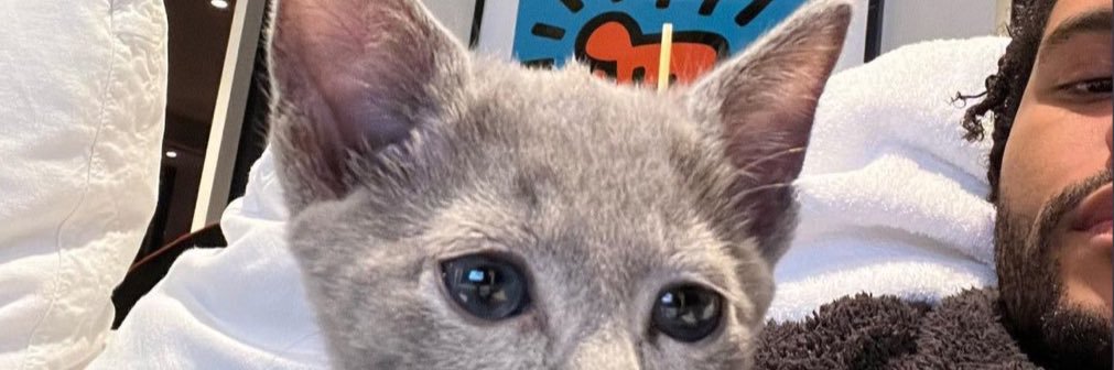 alicegnnc's profile banner image