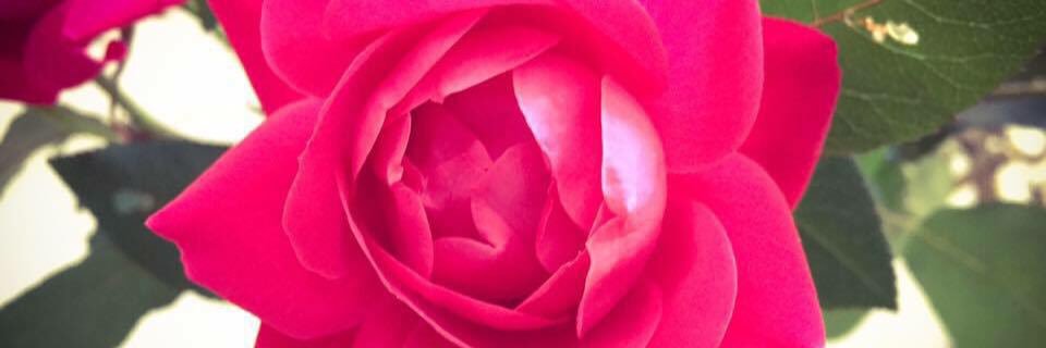 gracesparsons's profile banner image