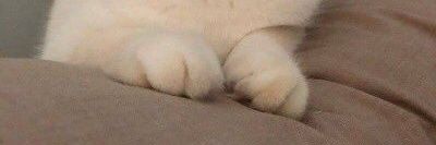 MydogSherman's profile banner image