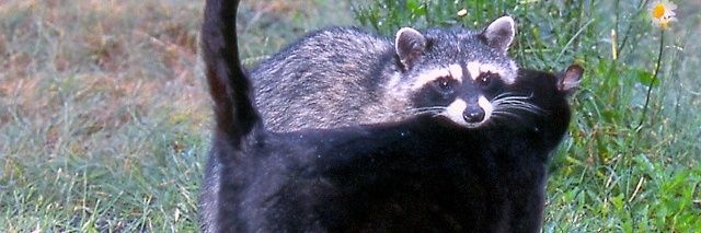 ☆ SKOOP ☆ banner